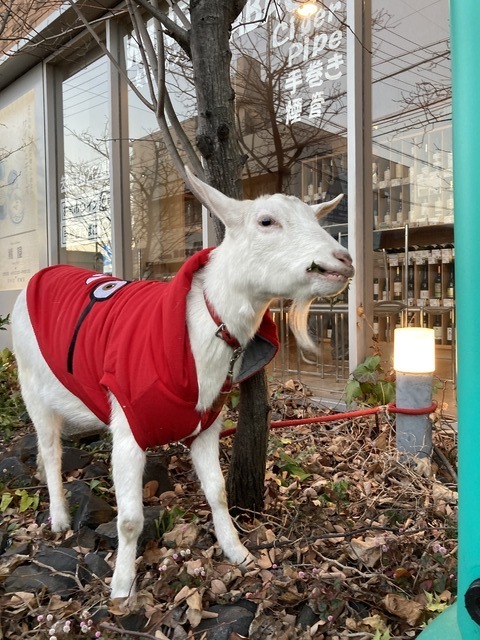 ヤギのラブ再来店