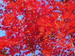 紅葉